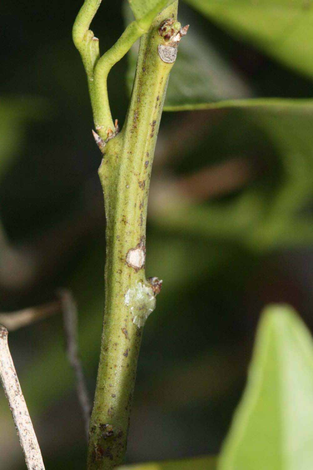            First year twig (Riverside, CA)   